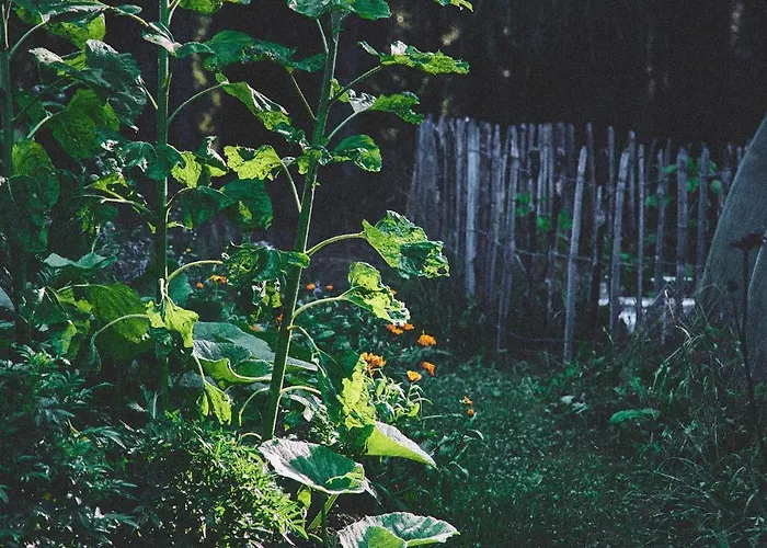 Blickinsfreie Schoeneck (Saxony)